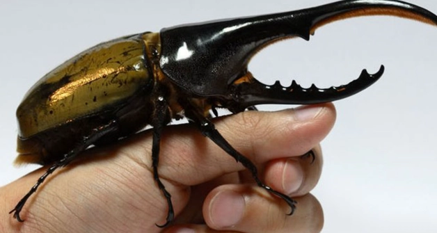 獨角仙飼養壽命