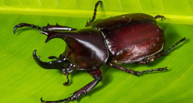 獨角仙飼養壽命