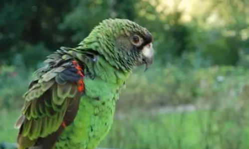 小賈丁鸚鵡價格