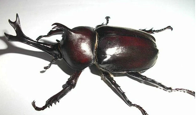 獨角仙成長階段