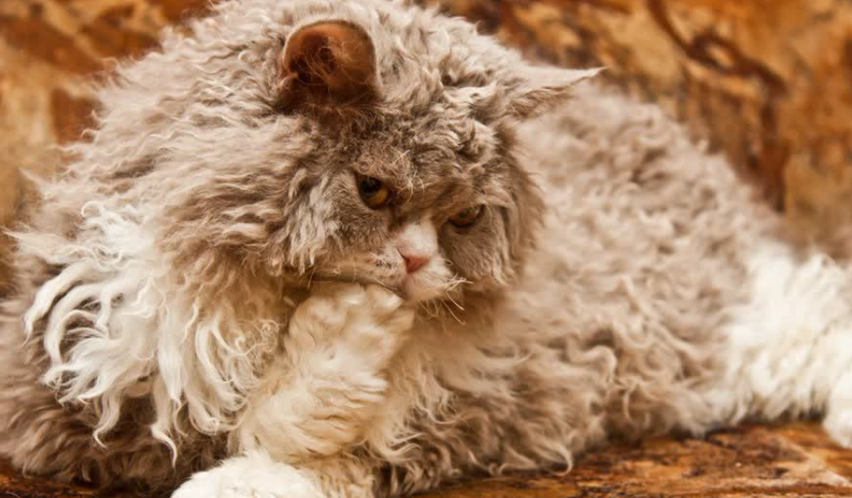 捲毛貓領養注意事項