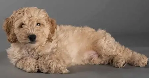 台灣犬隻領養 台灣犬隻領養