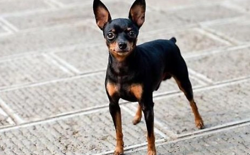 迷你杜賓護毛技巧