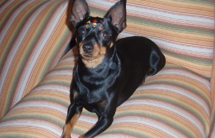 如何延長迷你杜賓壽命