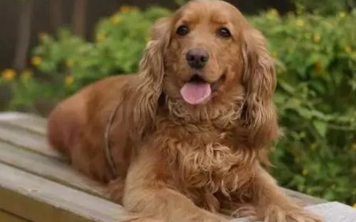 可卡布犬好養嗎