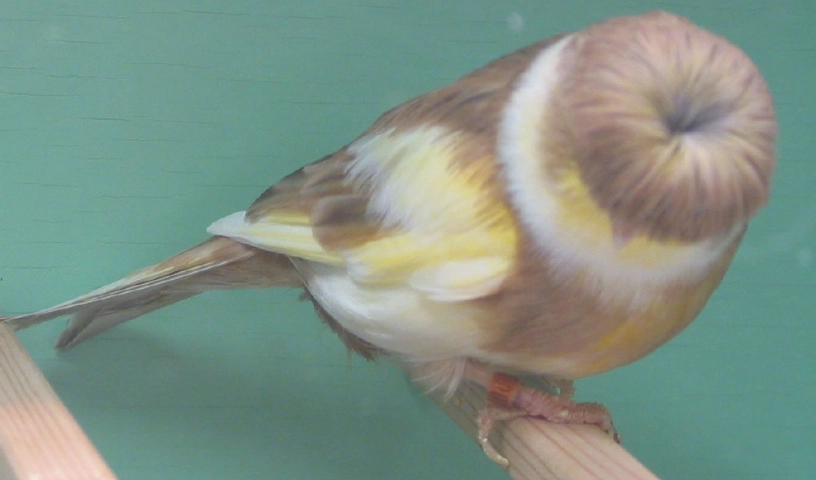 金絲雀飼養方法