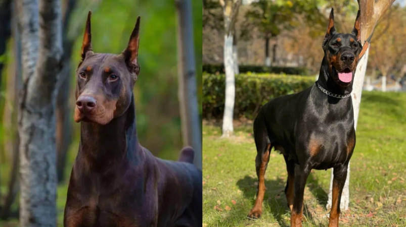 美系杜賓犬價格