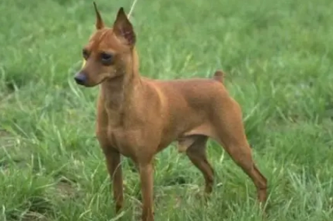 迷你杜賓平均壽命