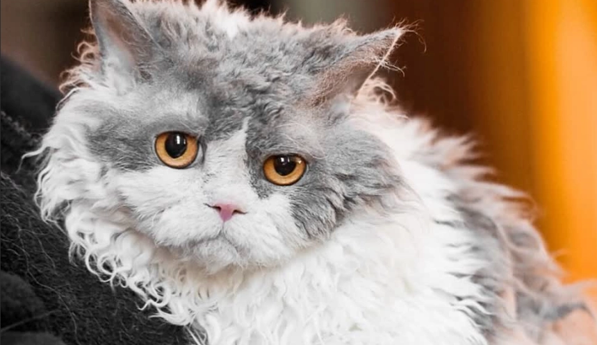 塞爾凱克貓領養流程