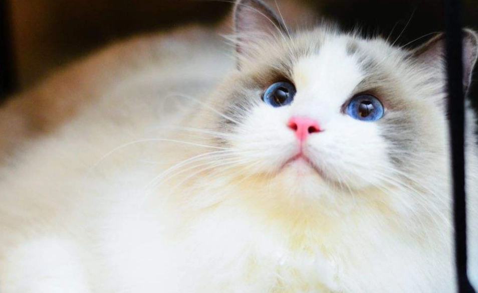 喜馬拉雅貓 布偶貓 比較 喜馬拉雅貓 布偶貓 比較