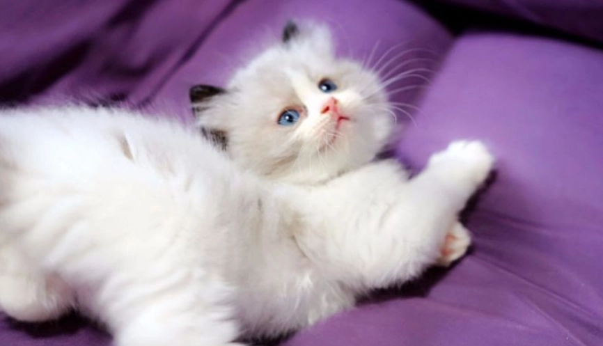 布偶貓 飼養 布偶貓 飼養