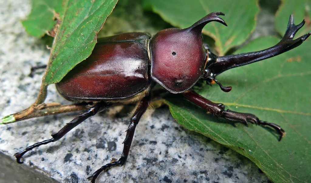獨角仙冷凍方法