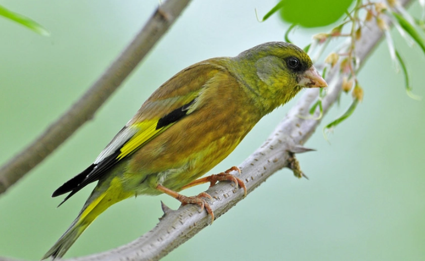 金絲雀 野生 品種