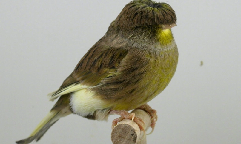 金絲雀飼養方法