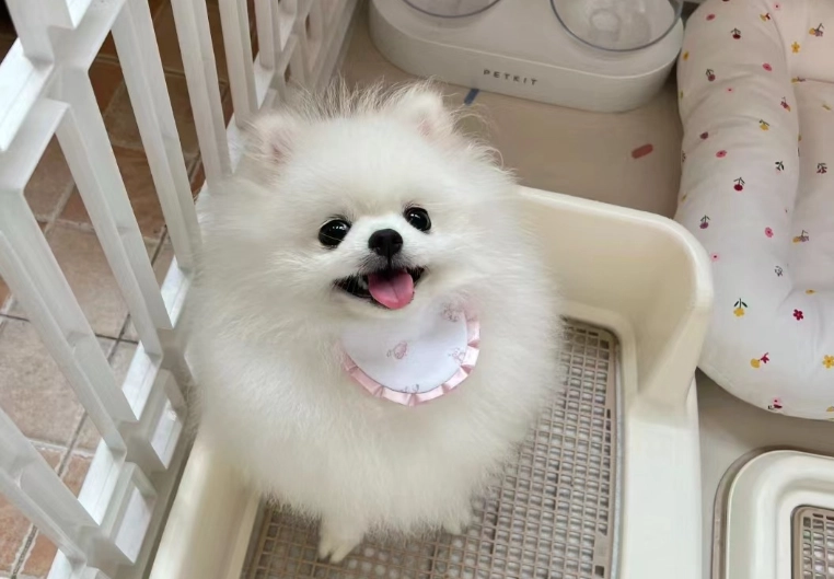 博美犬飼養問題