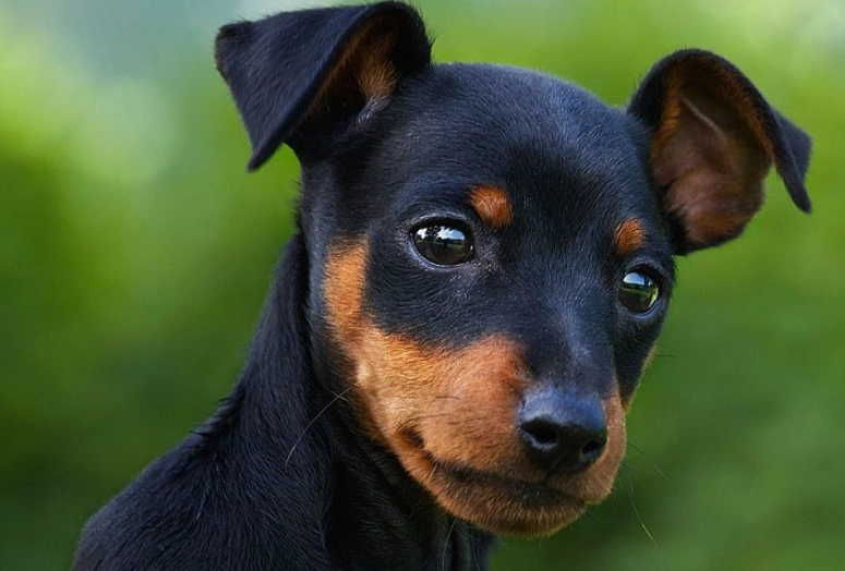 迷你杜賓掉毛原因