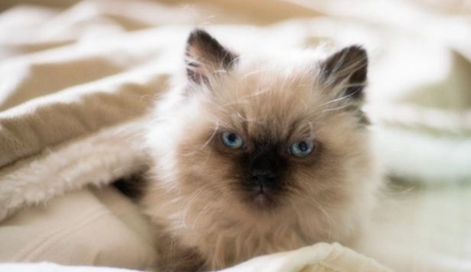 喜馬拉雅貓護理難度