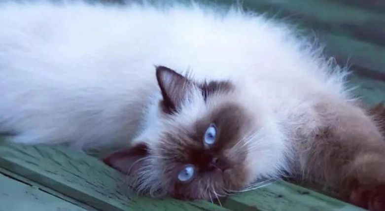 喜馬拉雅貓平均壽命