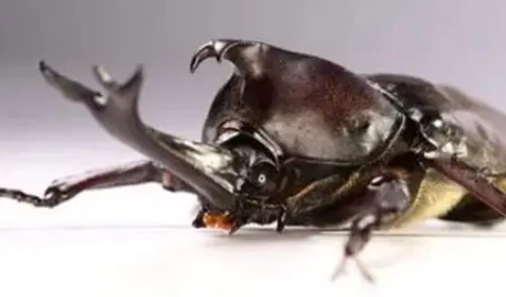 獨角仙冷凍方法