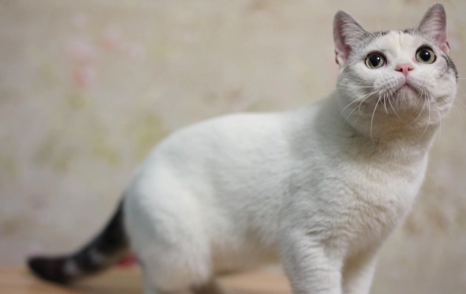 美國短毛貓英國短毛貓比較