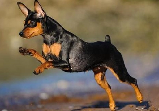 迷你杜賓掉毛原因