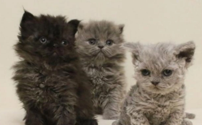 捲毛貓領養注意事項