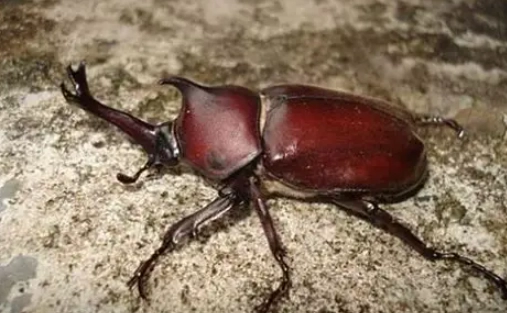 獨角仙飼養方法