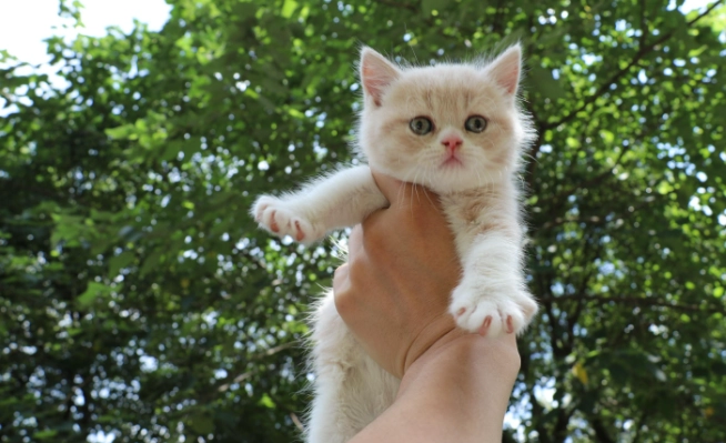 美國短毛貓英國短毛貓差異