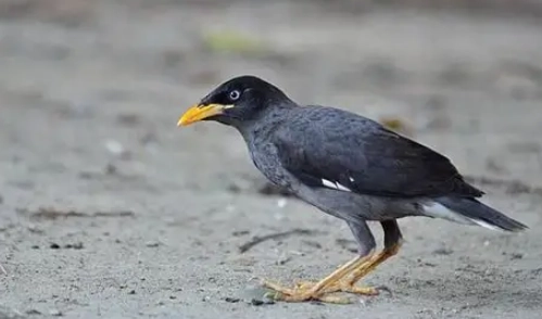 白尾八哥模仿能力