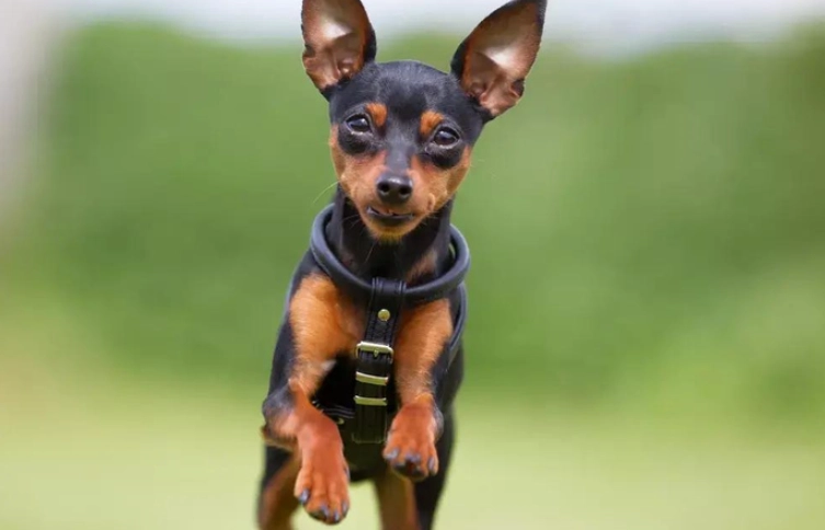 迷你杜賓飼養問題 迷你杜賓飼養問題