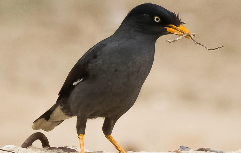 白尾八哥說話訓練