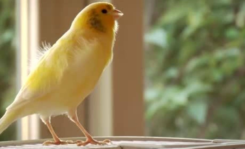 金絲雀飼養