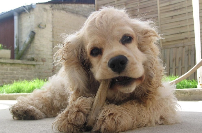 可卡布犬好養嗎