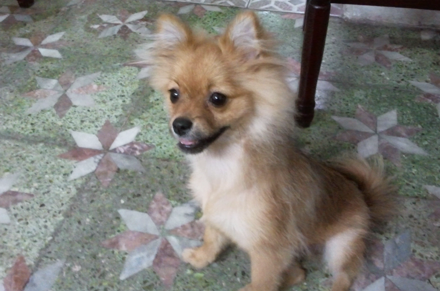 博美犬飼養問題