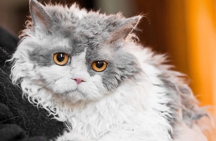 塞爾凱克貓掉毛原因