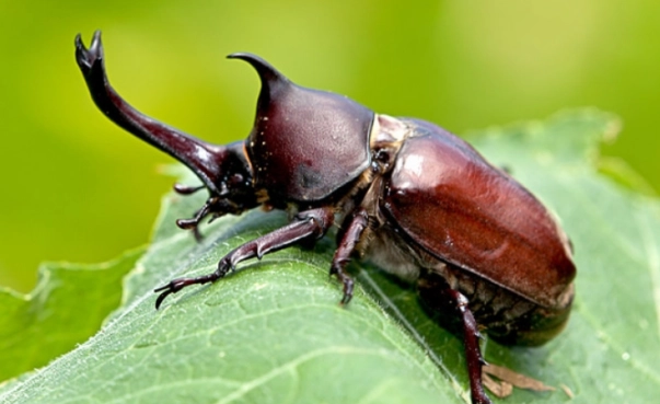 獨角仙安全指南