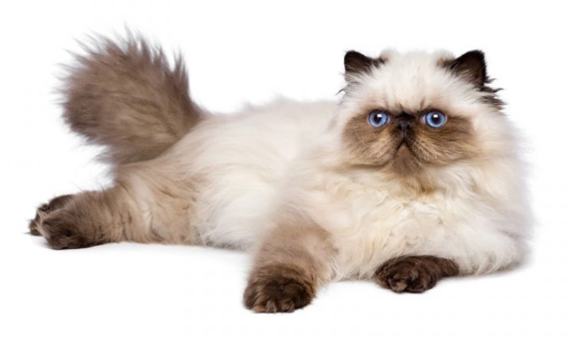 喜馬拉雅貓 布偶貓 比較 喜馬拉雅貓 布偶貓 比較