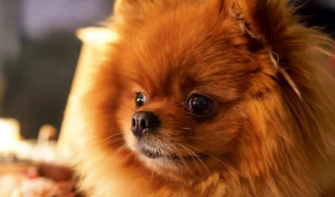 小型犬缺點分析