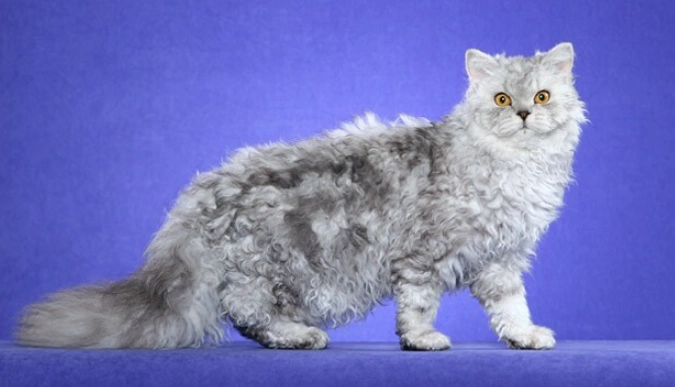 塞爾凱克貓領養流程