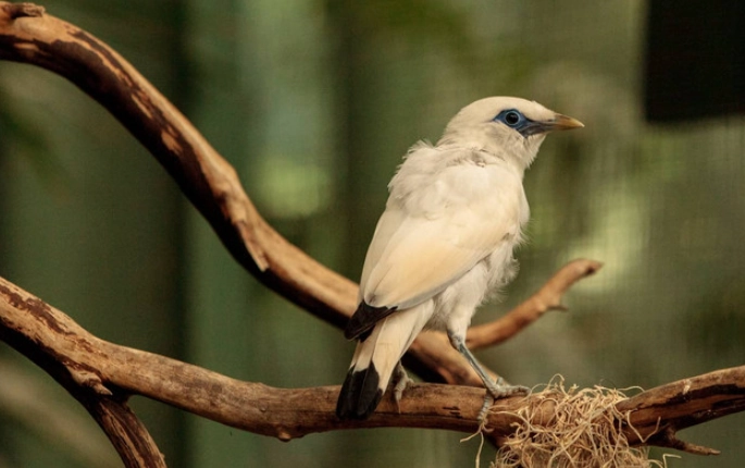 八哥鳥白色變異