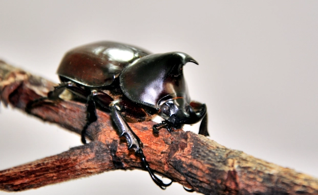 獨角仙成長階段