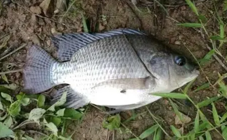 外來種防治方法