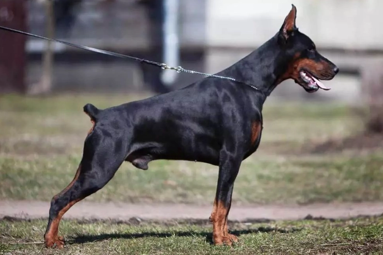 美系杜賓犬價格