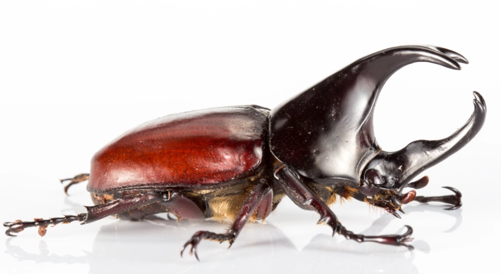 冷凍獨角仙注意事項