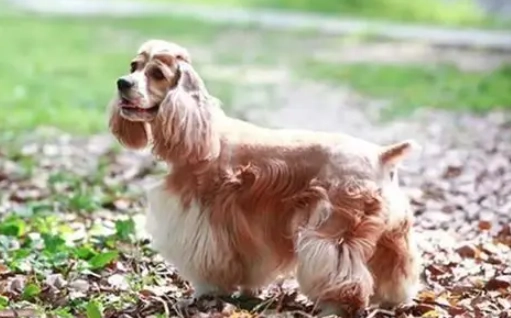 台灣犬隻領養 台灣犬隻領養