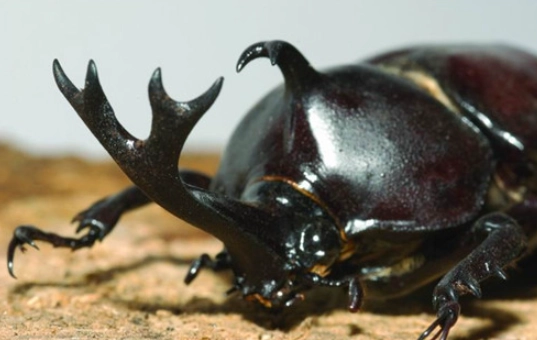 獨角仙幼蟲照顧