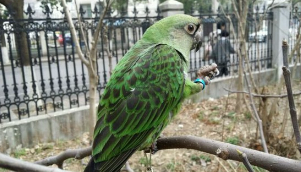 小賈丁鸚鵡飼養