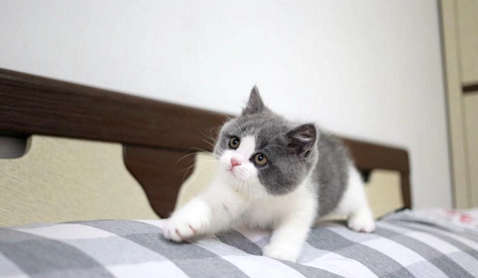 美國短毛貓英國短毛貓差異