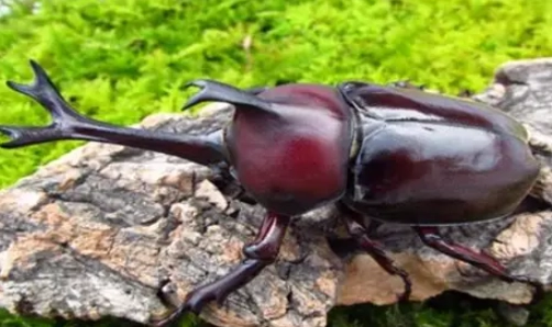 獨角仙角斷裂原因