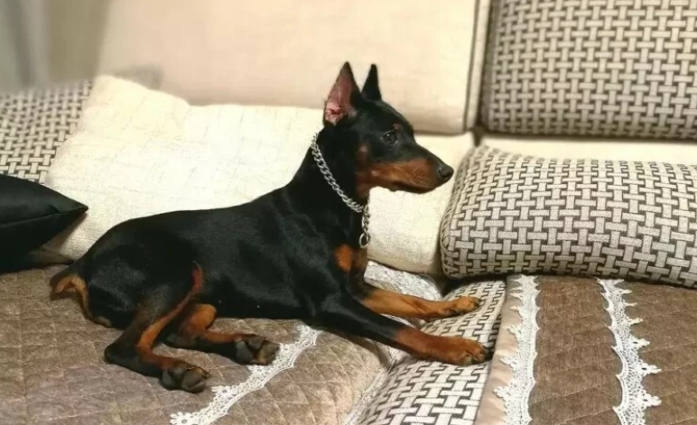 迷你杜賓犬缺點 迷你杜賓犬缺點